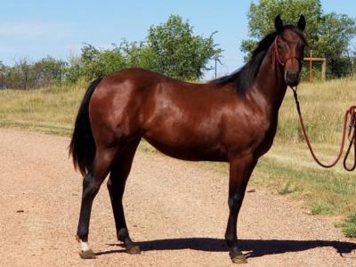 Whiskey Up Zena JW <BR> AQHA 5947348